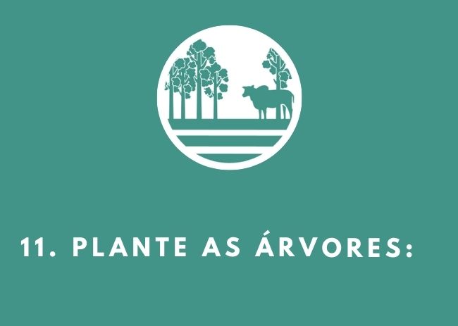 Realize o plantio das árvores.