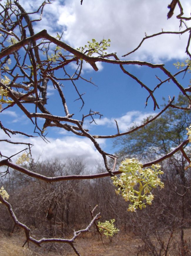 Caatinga brasileira.