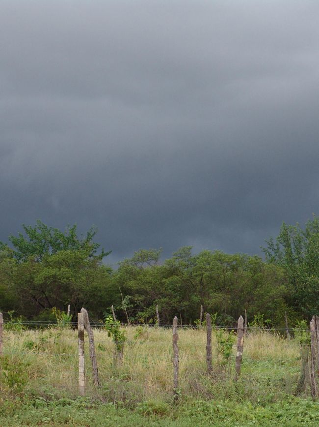 Caatinga e sua biodiversidade.