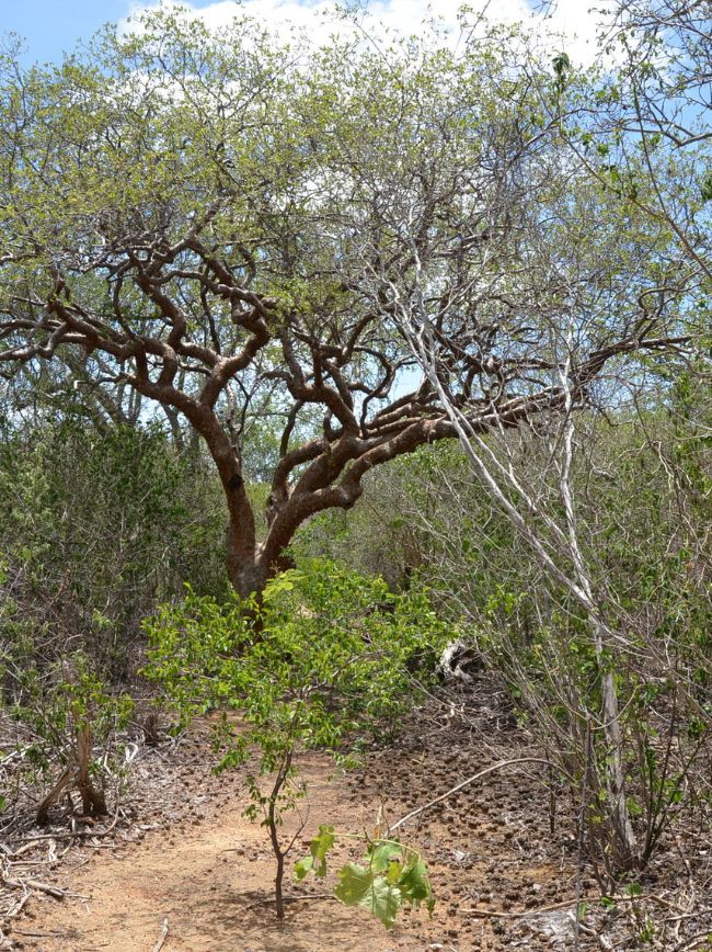 Vegetação na caatinga