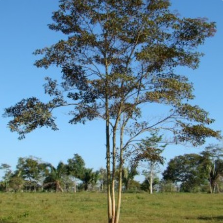 Árvore de Mulateiro