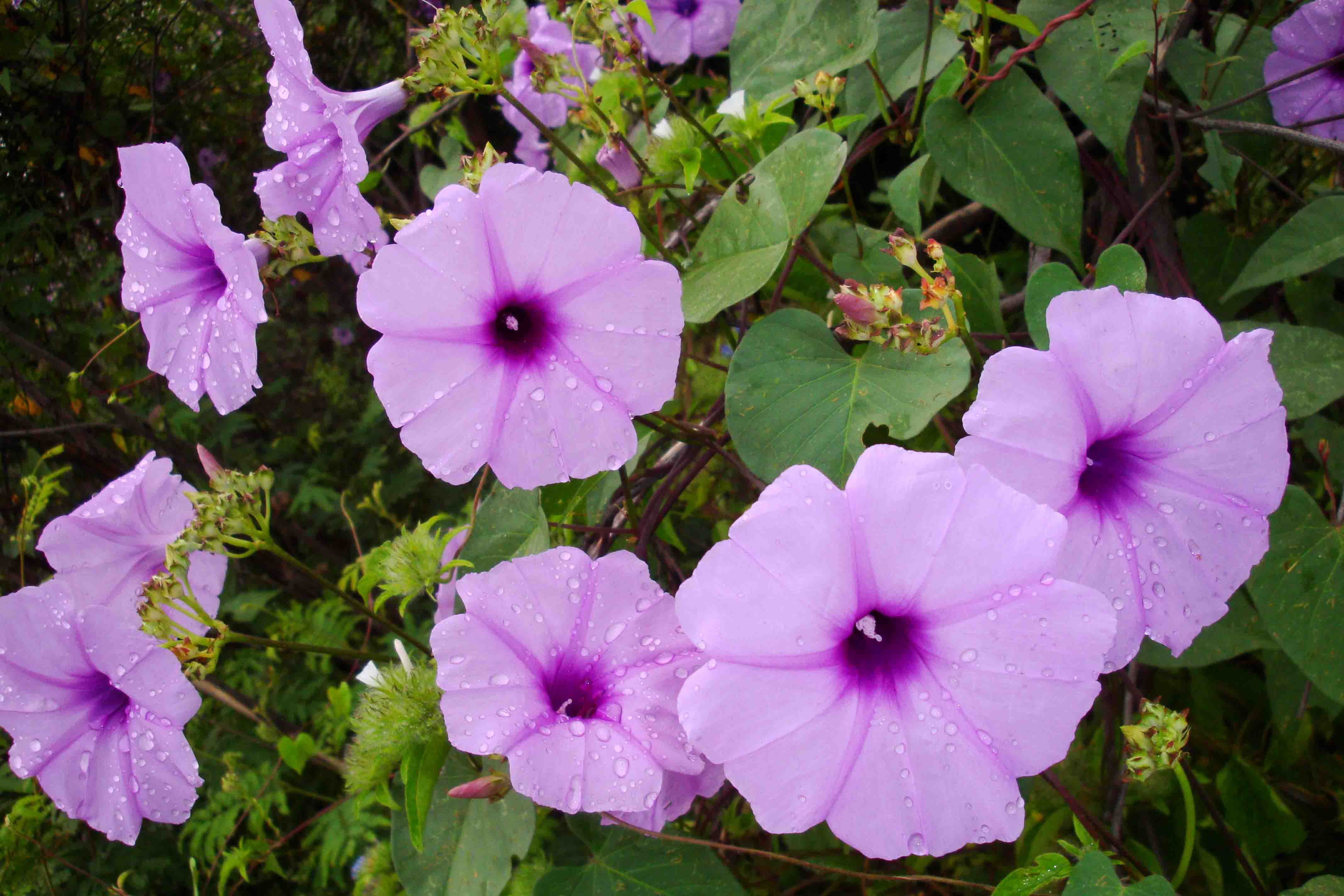 Responsive Image