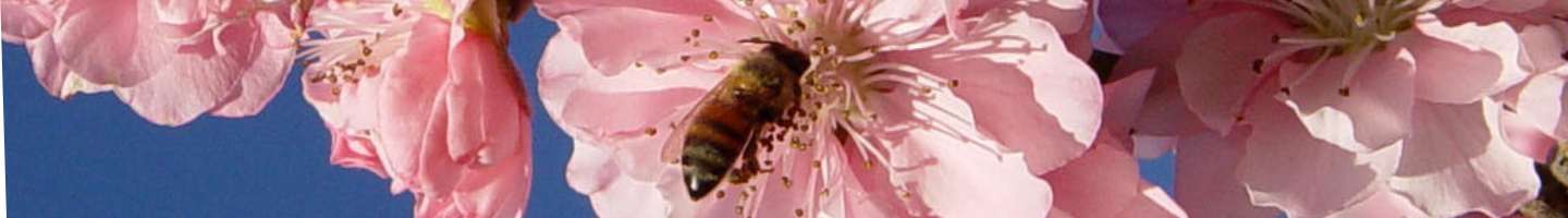 Banner da Pagina