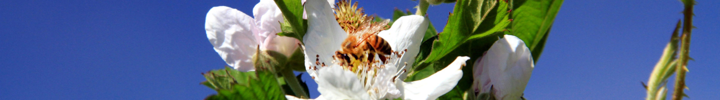Banner da Pagina