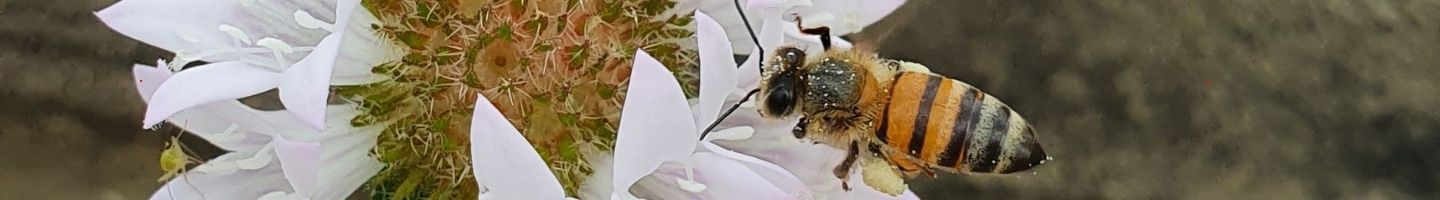 Banner da Pagina