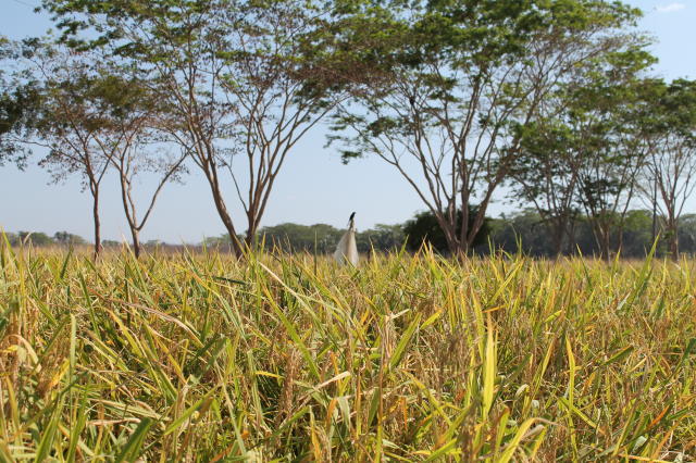 Foto: RIBEIRO, Maria Eugênia