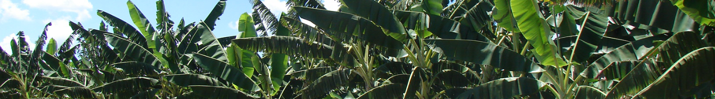 Banner da Pagina