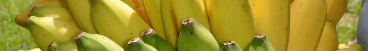 Banner da Pagina