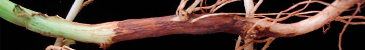 Banner da Pagina