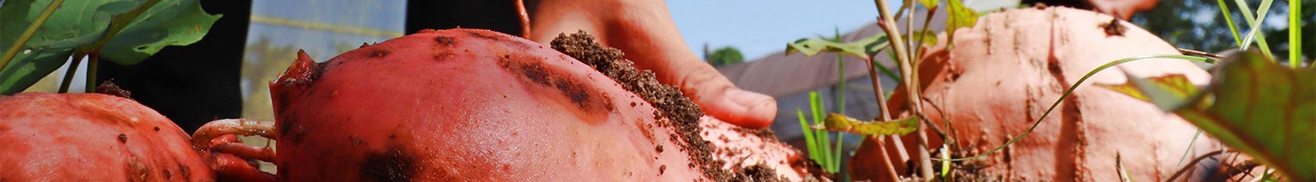 Banner da Pagina