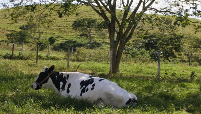 Vaca debaixo de sombra de árvore representando o conforto térmico animal.