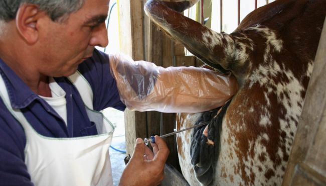 Inseminador depositando o sêmen no útero da vaca.