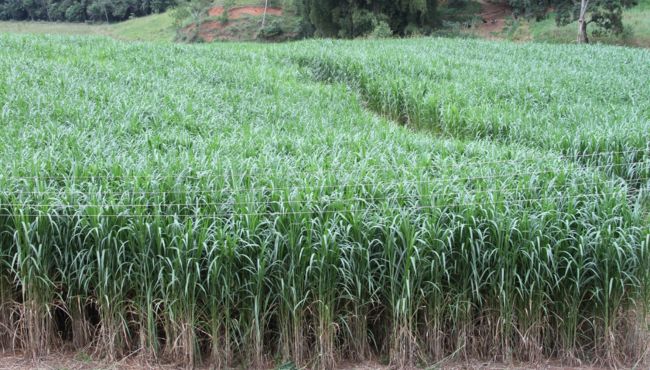 Imagem da cultivar BRS Capiaçu.