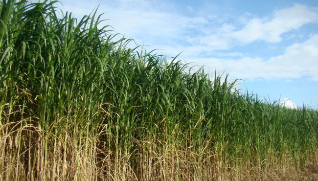 Imagem da cultivar BRS Capiaçu.