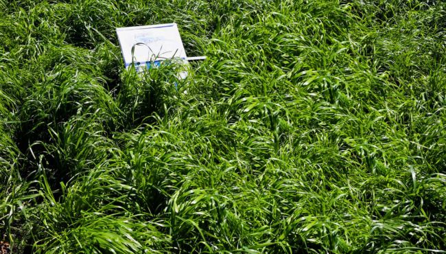 Imagem da cultivar de azevém BRS Estações.