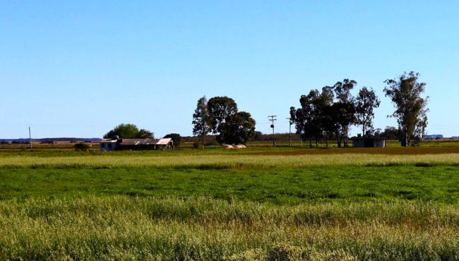 Imagem da cultivar de azevém BRS Estações.