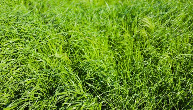 Imagem da cultivar de azevém BRS Estações.
