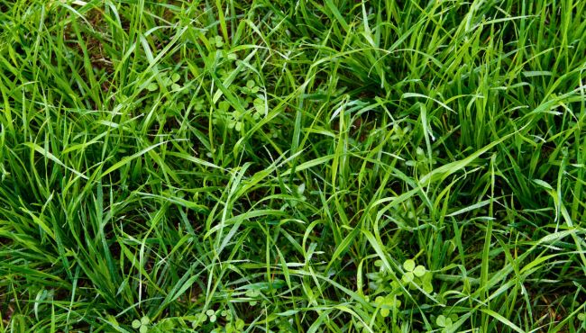 Foto da cultivar de azevém BRS Integração.