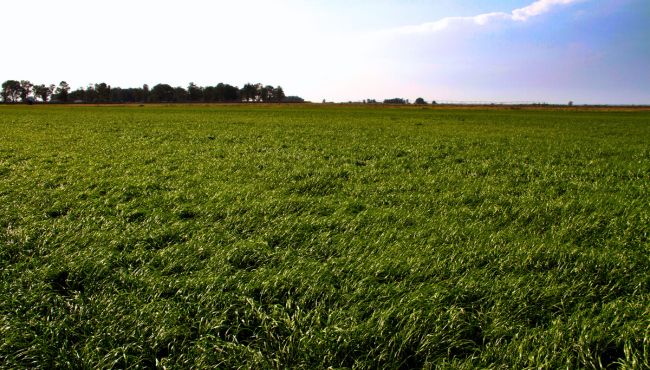 Foto da cultivar de azevém BRS Integração.