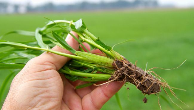 Foto da cultivar de azevém BRS Integração.