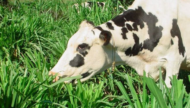 Imagem de vaca se alimentando da cultivar de capim-elefante BRS Kurumi.