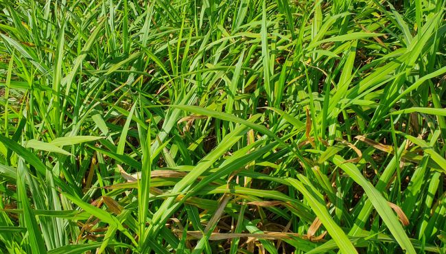 Imagem da cultivar de capim-elefante BRS Kurumi.