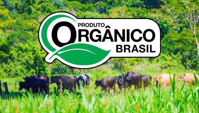 Imagem de um rebanho de vacas leiteiras com o selo Produto Orgânico Brasil, certificação do SisOrg.