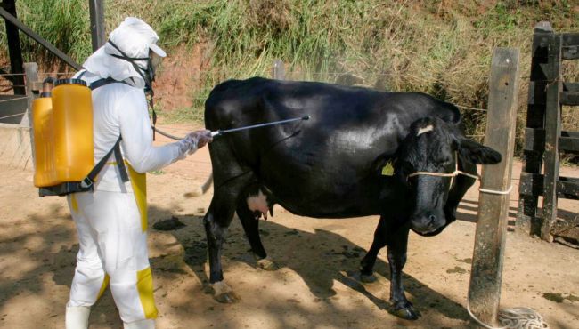 Aplicação de medicamento em vaca com bomba costal.