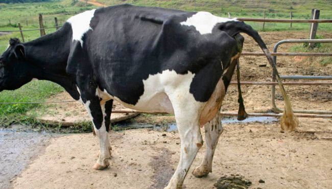 Vaca com retenção de placenta.