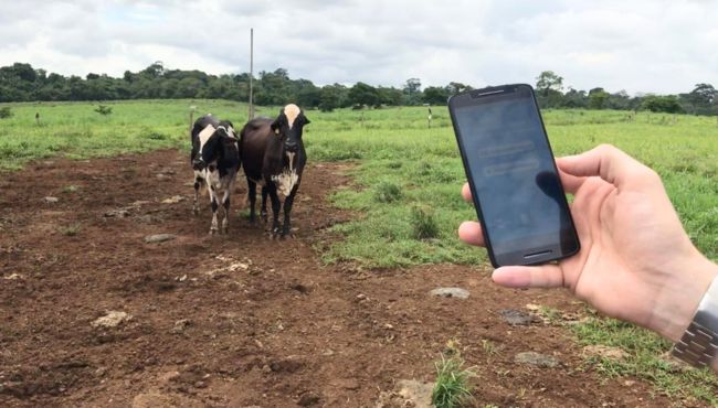 Pessoa segurando um celular em frente a duas vacas, utilizando aplicativo para otimizar a gestão da atividade leiteira.
