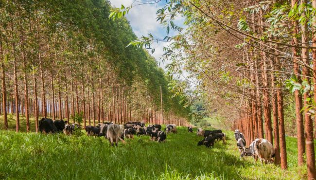 Vacas pastejando em sistema de produção ILPF.