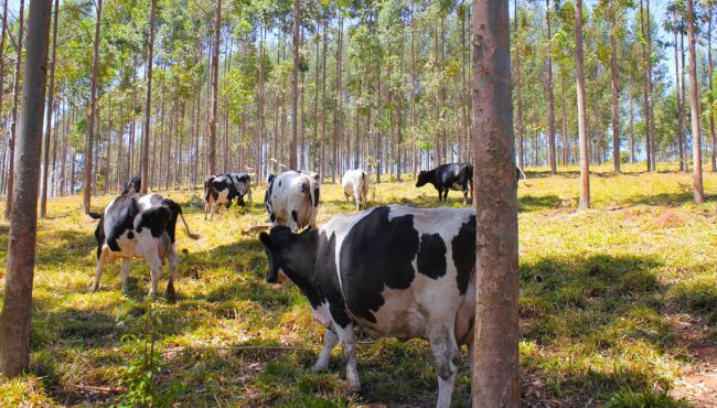 Rebanho de vacas leiteiras pastejando em sistema ILPF.