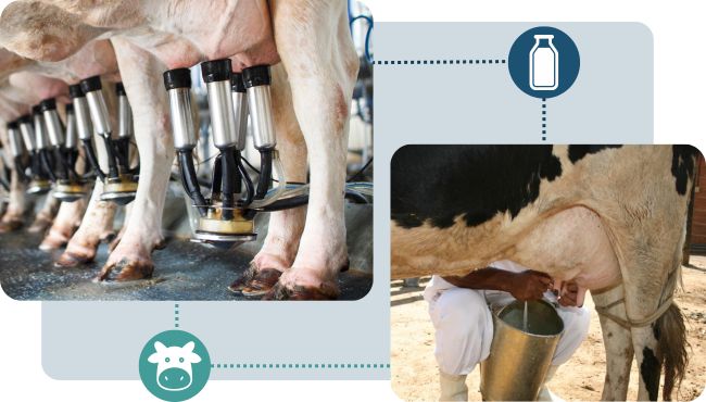 Foto com duas imagens representando a ordenha manual e ordenha mecânica, com dois ícones de leite e vaca.
