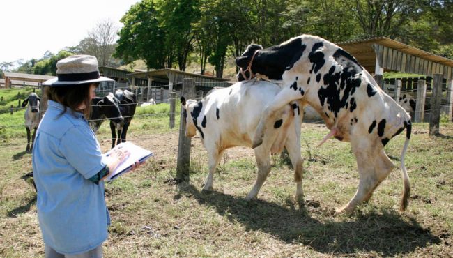 Observação dos animais marcados pelo rufião para identificação do cio.