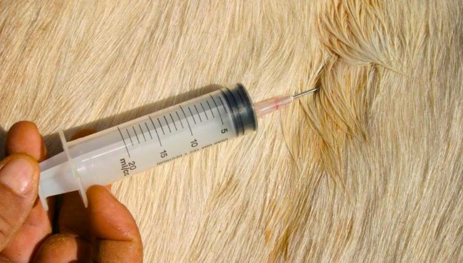 Aplicação de medicamento em vaca por meio de injeção.