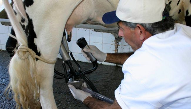 Ordenhador realiza a colocação das teteiras nos tetos da vaca para ordenha mecânica.