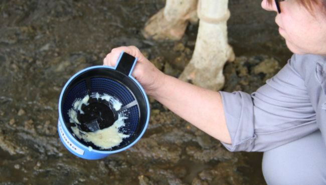 Mulher realiza o teste da caneca de fundo escuro para identificação de mastite.
