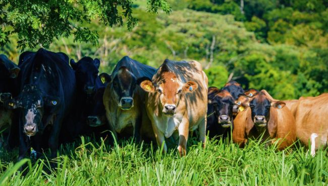 Rebanho de vacas leiteiras em sistema orgânico de produção de leite aproveitando a sombra para conforto térmico.