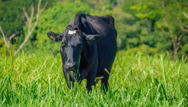 Vaca em sistema orgânico de produção de leite.