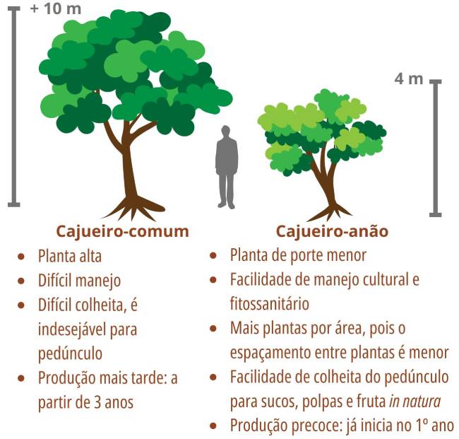 Cajueiro-comum: Planta alta, difícil manejo, difícil colheita, é indesejável para pedúnculo, produção mais tarde (a partir de 3 anos); Cajueiro-anão: Planta de porte menor, facilidade de manejo cultural e fitossanitário, mais plantas por área, pois o espaçamento entre plantas é menor, facilidade de colheita do pedúnculo (para sucos, polpas e fruta in natura), produção precoce (já inicia no 1° ano).