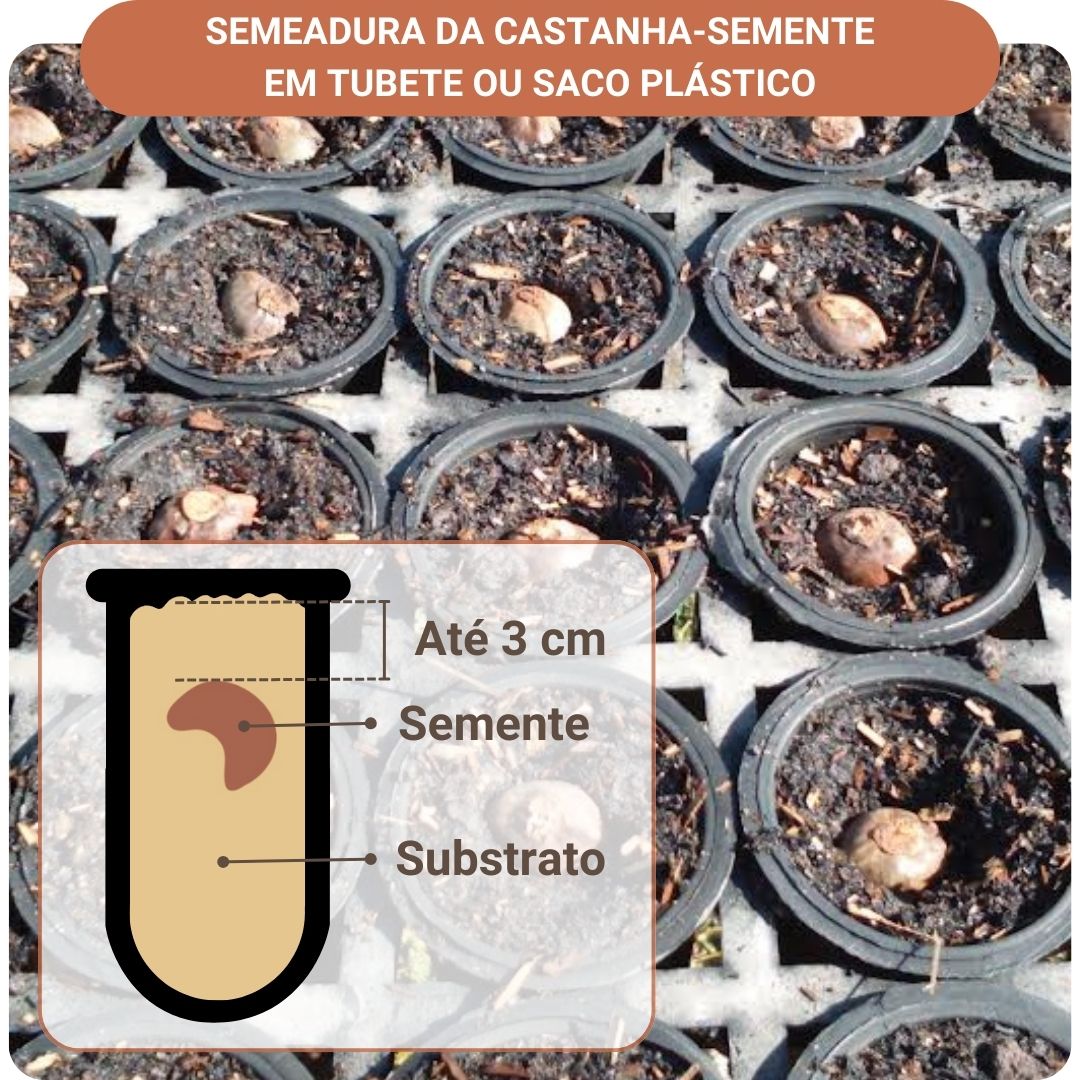Semeadura da castanha-semente em tubete ou saco plástico. Semente até 3 centímetros de profundidade do substrato.