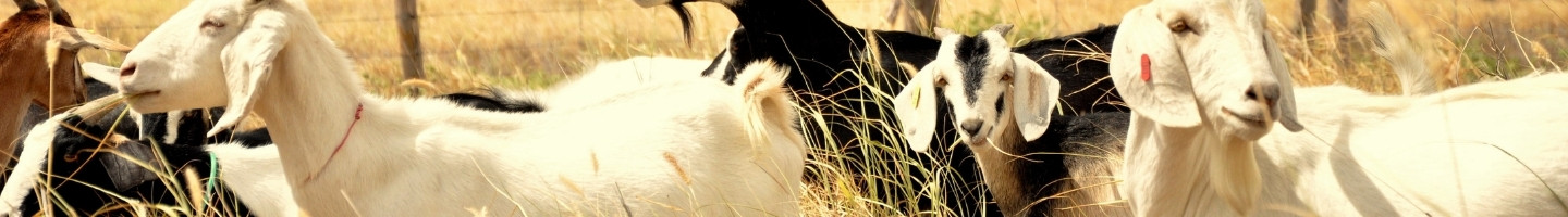 Banner da Pagina