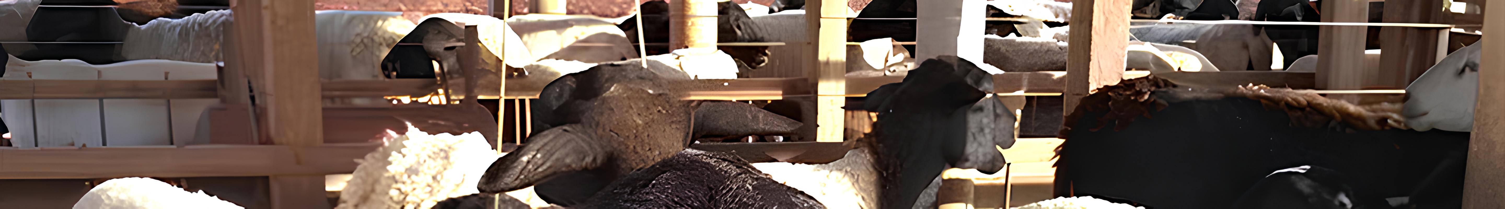 Banner da Pagina