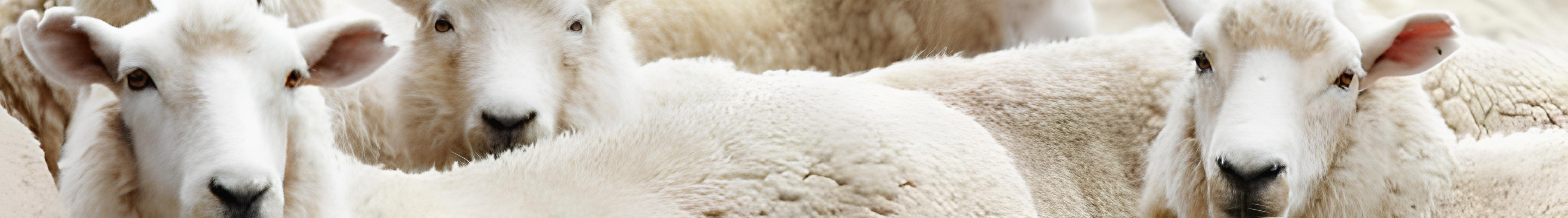 Banner da Pagina