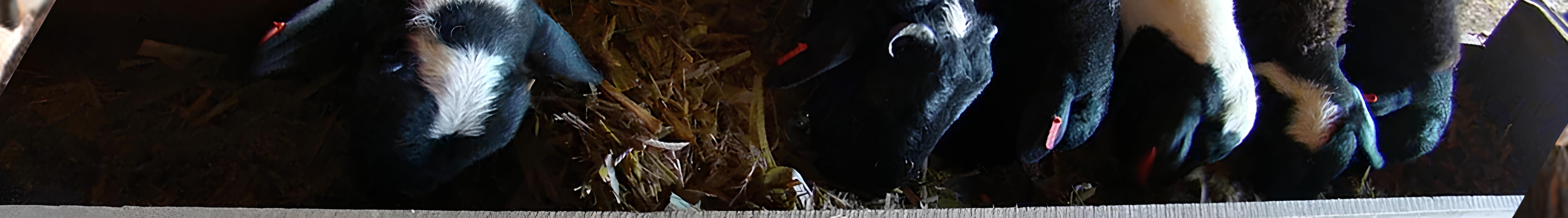Banner da Pagina
