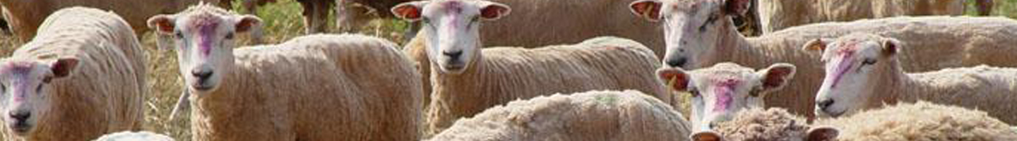 Banner da Pagina