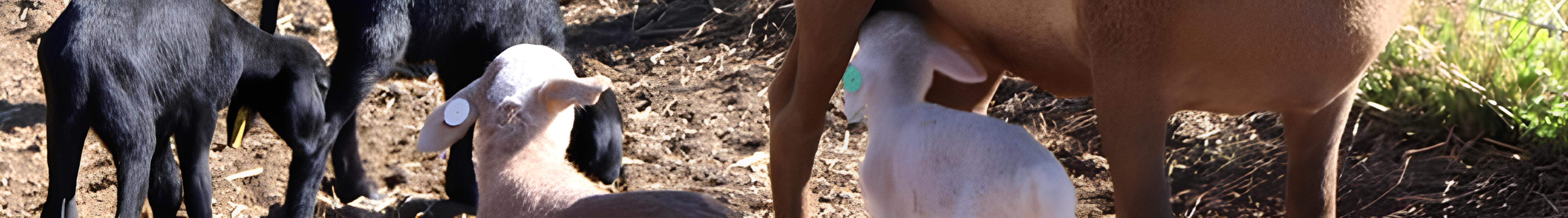 Banner da Pagina