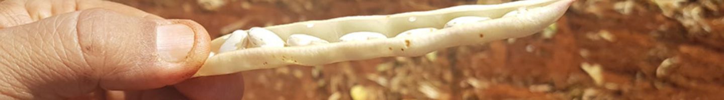 Banner da Pagina