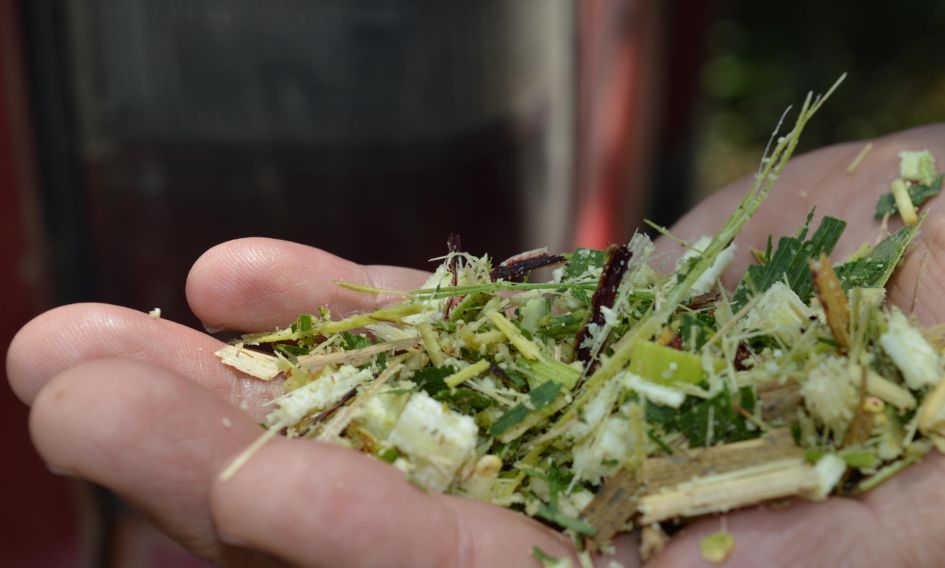 Silagem de sorgo em partículas