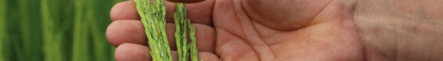 Banner da Pagina